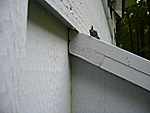 Close Up View of Nesting Box Cover